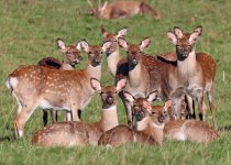 021_2000_1429_deer.JPG