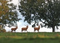 011_2000_1428_deer.JPG