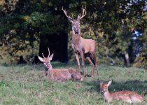 030_2264_1617_deer.JPG