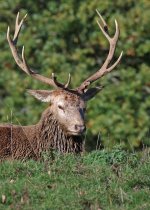 042_1428_2000_deer.JPG