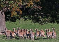 014_2000_1429_deer.JPG