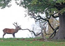006_2000_1429_deer.JPG