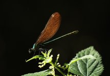 damselfly-comp.jpg
