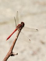 red-darter.jpg