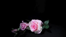 IMG_0380LoRes.jpg