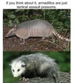 Armadillo.jpg