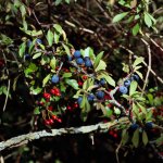Haws and Sloes.jpg