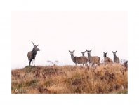 The Stag and his girls.jpg The Stag and his girls.jpg