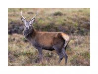 The Stag.jpg The Stag.jpg