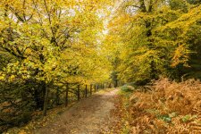 002 Lane to Leather Tor Bridge 01-1002329 PS Adj Upload.jpg