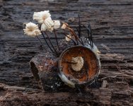 marasmius-rotula-sml.jpg