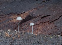 mycena-tenerrima-sml.jpg mycena-tenerrima-sml.jpg