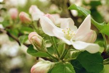 Apple Blossom T50 + Proxar.jpg