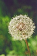 Dandelion Bokeh Web.jpg