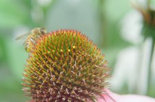 Bee on Flower Tessar 50 + Proxar.jpg