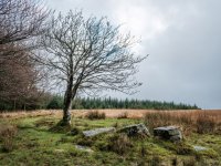 004 Kraps Ring Tree 01-3742 PS Adj Upload.jpg