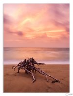 Dead-Tree-Stump-Sunset_0064.jpg