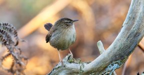 Wren Upload Test.jpg