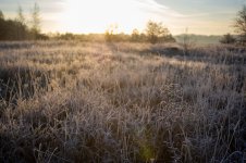 Weeds Contra-2.jpg Weeds Contra-2.jpg