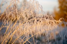 Weeds Contra-4.jpg Weeds Contra-4.jpg