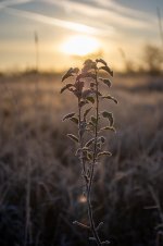 Weeds Contra.jpg Weeds Contra.jpg
