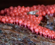 Arcyria-sp-detail-sml.jpg Arcyria-sp-detail-sml.jpg