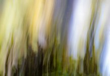 Week 47 - Abstract  Trees on Fire.JPG