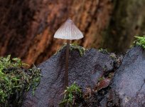 mycena-stipata.jpg mycena-stipata.jpg