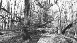 Beech tree highlight.jpg