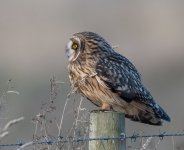 11-11-25 shortie  6.jpg