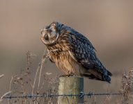 11-11-25 shortie  head turn 2.jpg