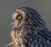 11-11-25 shortie 21.jpg