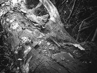 Weird black fungus.jpg