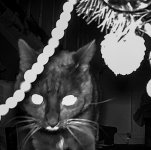 Cat-2.jpg Cat-2.jpg