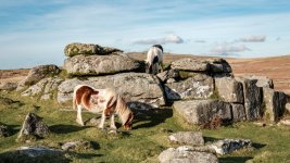 017 Heckwood Tor Ponies 01-3964 PS Adj Upload.jpg