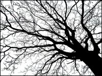 Bare tree sillouette G2 P1210492.jpg Bare tree sillouette G2 P1210492.jpg