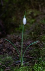 snowdrop-sml.jpg snowdrop-sml.jpg