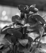 Hellebore.jpg