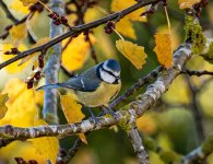 blue-tit-sml.jpg blue-tit-sml.jpg