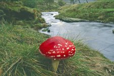 Fly Agaric River Derwent.jpg