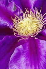 Purple Flower Close.jpg