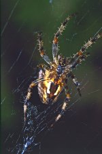 Spider on Web.jpg