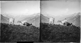 Stereo slides-030 - Alpine cattle copy.jpg