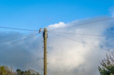 001 Pigeon Perched beside a Phone Pole 01-3000145 PS Adj Upload.jpg 001 Pigeon Perched beside a Phone Pole 01-3000145 PS Adj Upload.jpg