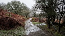 005 Middleworth Plantation Bridleway 02-3988 PS Adj Upload.jpg