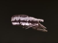 Show us your peggies.jpg