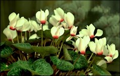 Flowers in back porch at night D60_5198.jpg