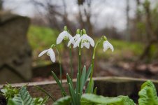 Snowdrops.jpg