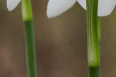Snowdrops-2.jpg