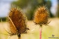 IMG_0277-Edit.jpg